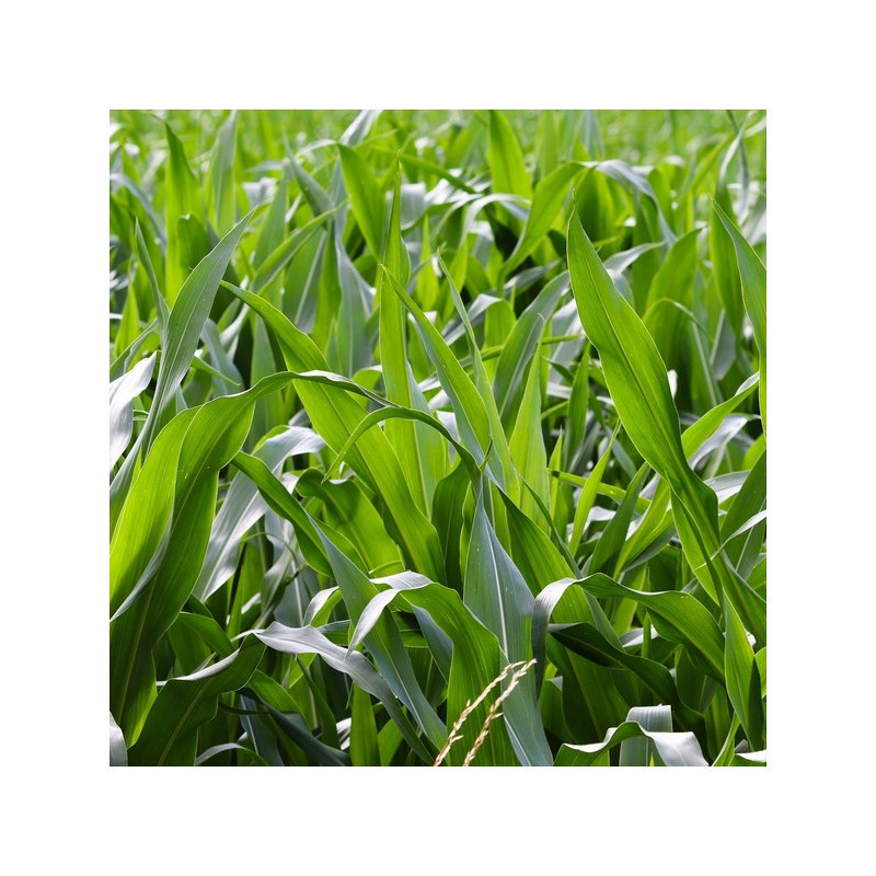 Maïs P9074 indice 320 BIO