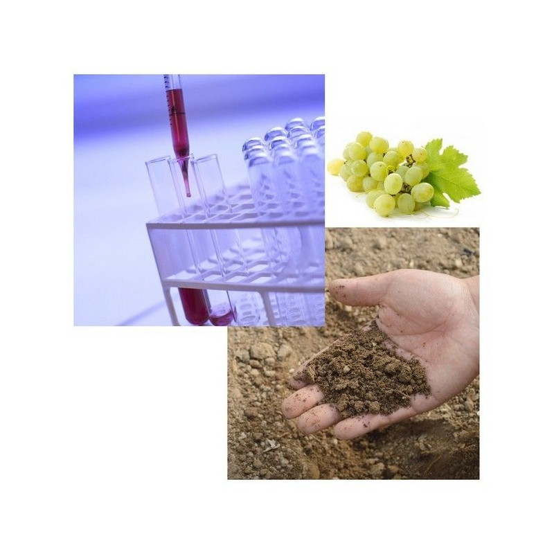 Analyse de terre viticole