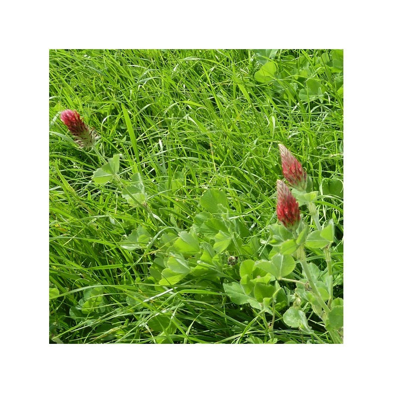 Mélange QUALI HERB'DUO