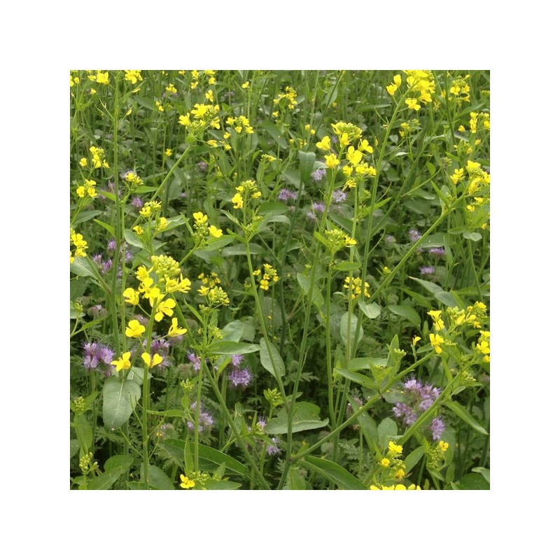 Mélange QUALI CIP'PROMINE