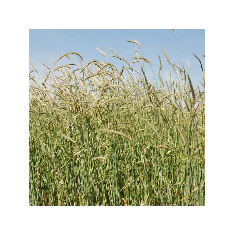 Seigle fourrager de printemps OVID