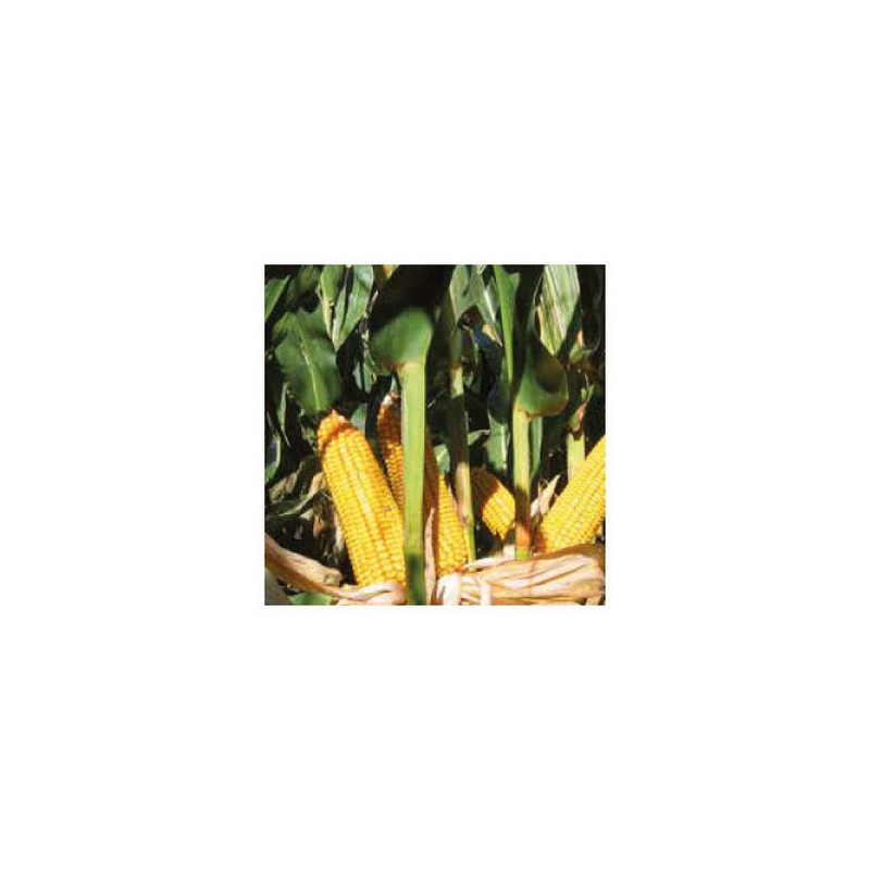 Maïs P8409 (ind. 240)
