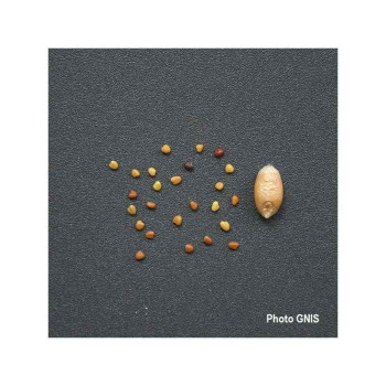 Trèfle blanc géant APIS