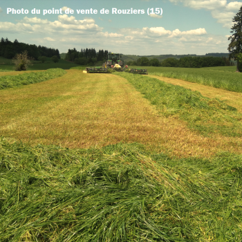 RGH 4N RUSA, Ray-grass Hybride