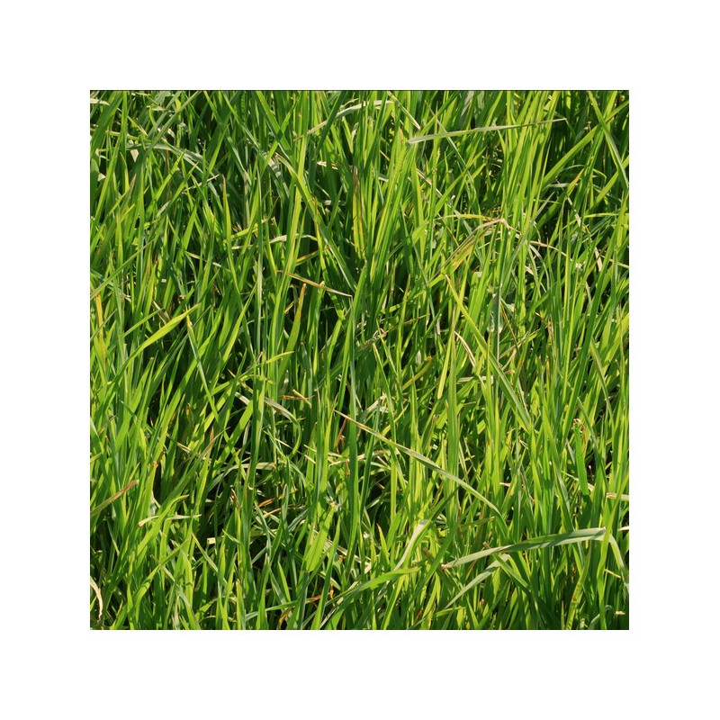 Fétuque élevée KORA