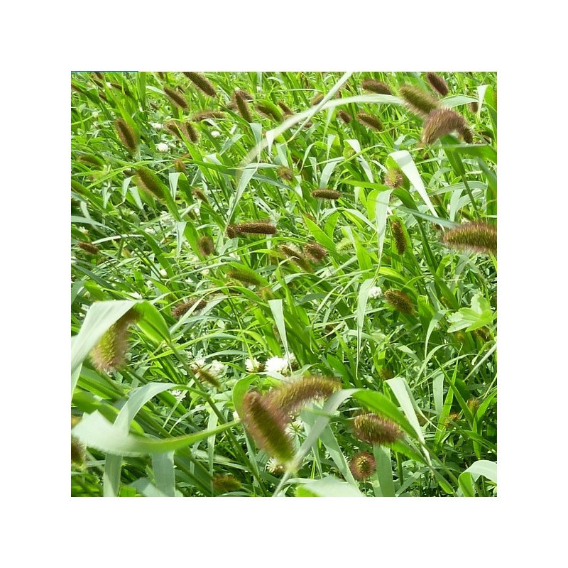 Moha bigarré PRECOSSO (setaria italica)