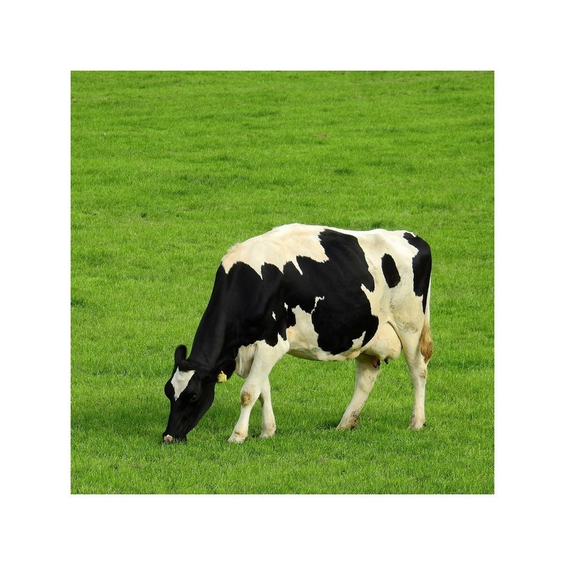 Mélange fourrager KALIMIX N-PATURE