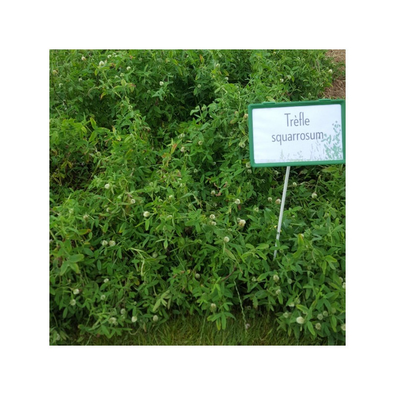 Trèfle Squarrosum