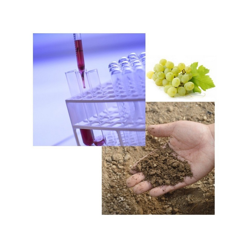 Analyse de terre plantation viticole
