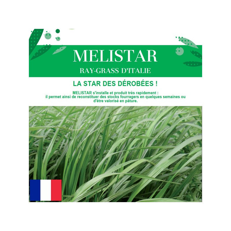 RGI 4N alternatif MELISTAR, Ray-grass d'Italie