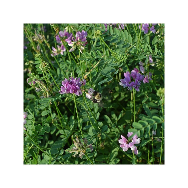 Vesce d'hiver GRAVESA Bio