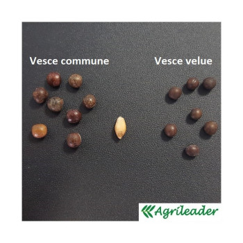 Vesce d'hiver GRAVESA Bio