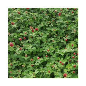 Trèfle incarnat KARDINAL