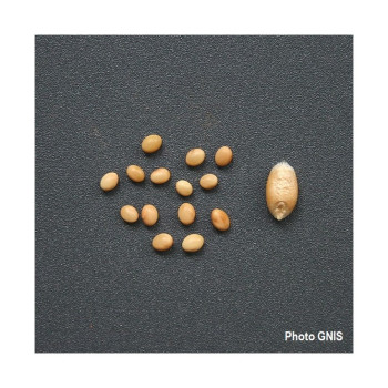 Trèfle incarnat KARDINAL