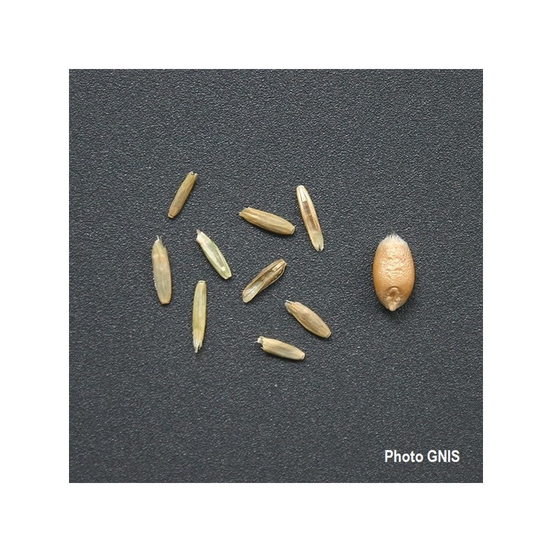 RGI 2N alternatif ESTANZUELA 284, Ray-grass d'Italie