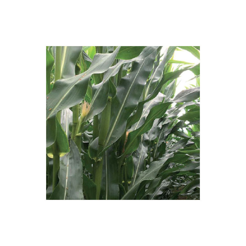 Maïs DKC 3575 indice 280