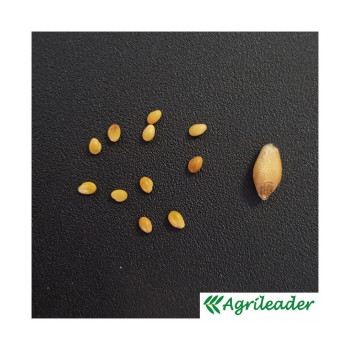 Maïs P9234 indice 320