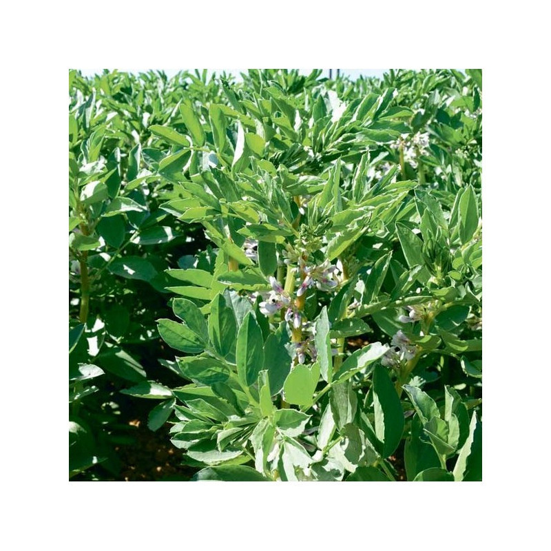 Féverole printemps TIFFANY (Bio)