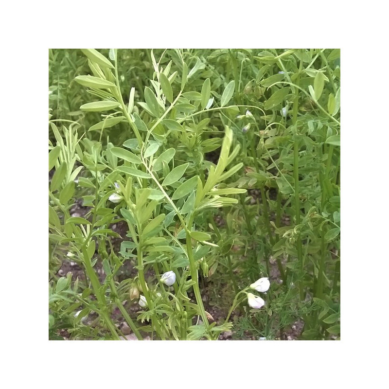 Lentille verte ANICIA