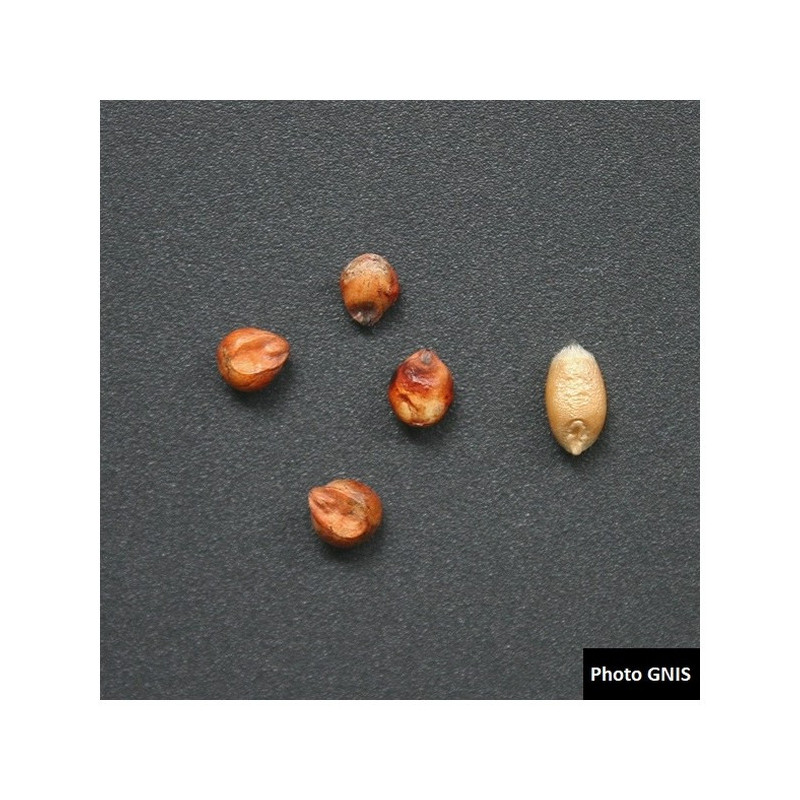 Mélange fourrager KALIMIX ND Bio