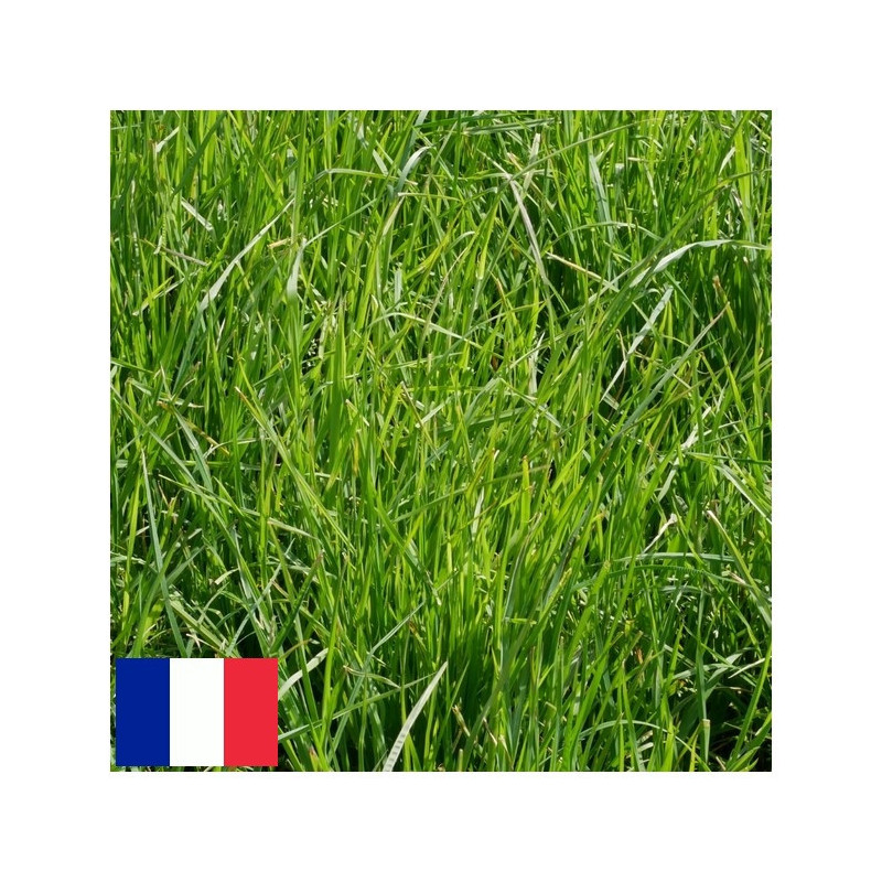 Dactyle très tardif LUMIX