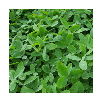 Trèfle Squarrosum BIO