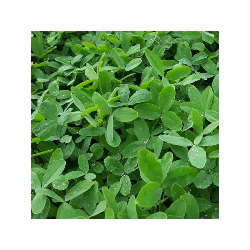 Trèfle Squarrosum BIO