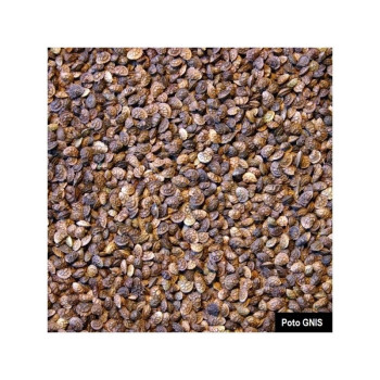 Sainfoin double en cosse - Bio