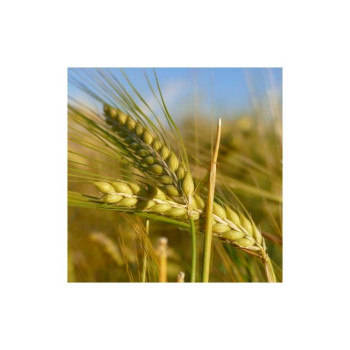 Orge hiv. 6R LG ZEBRA