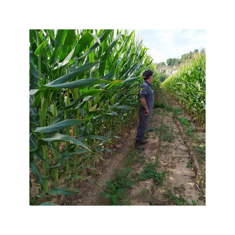 Maïs AGN 520 indice 480-520