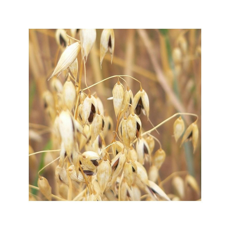 Avoine noire printemps KWS URANIE