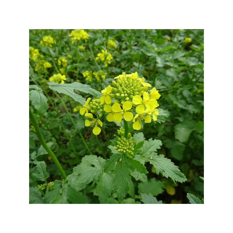 Moutarde blanche MARYNA - Sac 25 kg