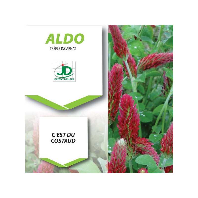 Trèfle incarnat ALDO