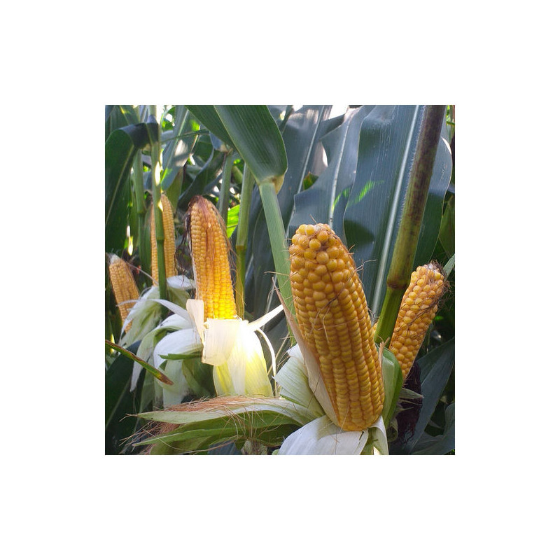 Maïs RGT XXEROXX indice 260