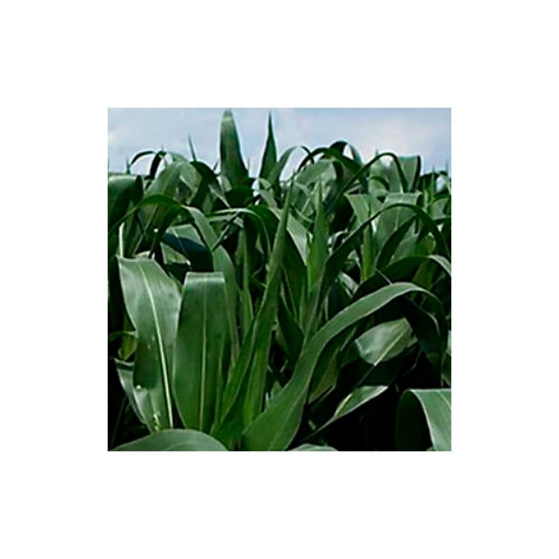 Maïs P7326 indice 180