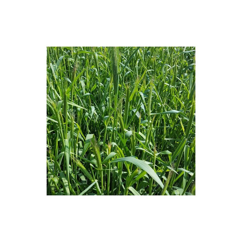 Seigle fourrager ANTONINSKIE