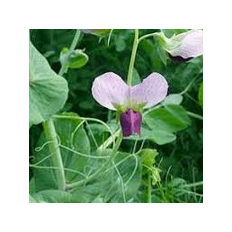 Pois fourrager hiver ARKTA