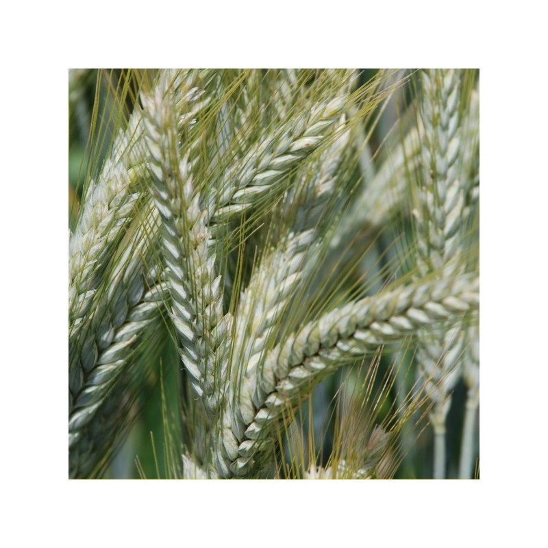 Triticale BREHAT