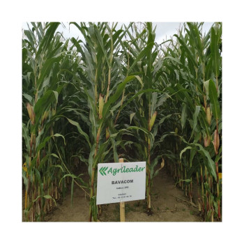 Maïs BAVACOM indice 250