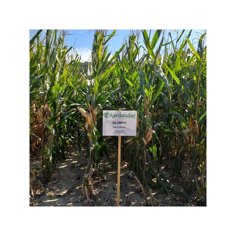 Maïs OLIMPO indice 290-300