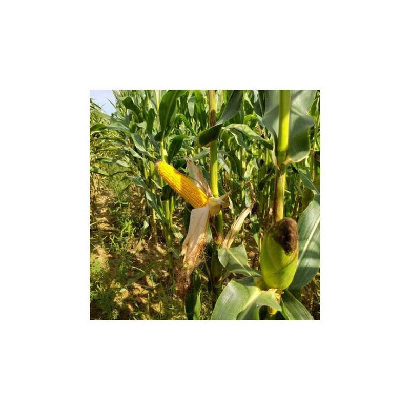 Maïs MAS 300.B indice 350