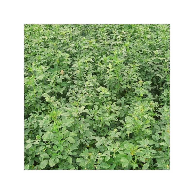 Luzerne flamande EUROPE Bio inoculée