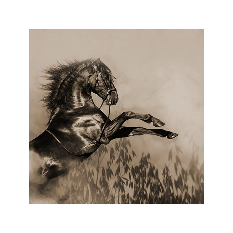 Avoine noire KWS PURSANT