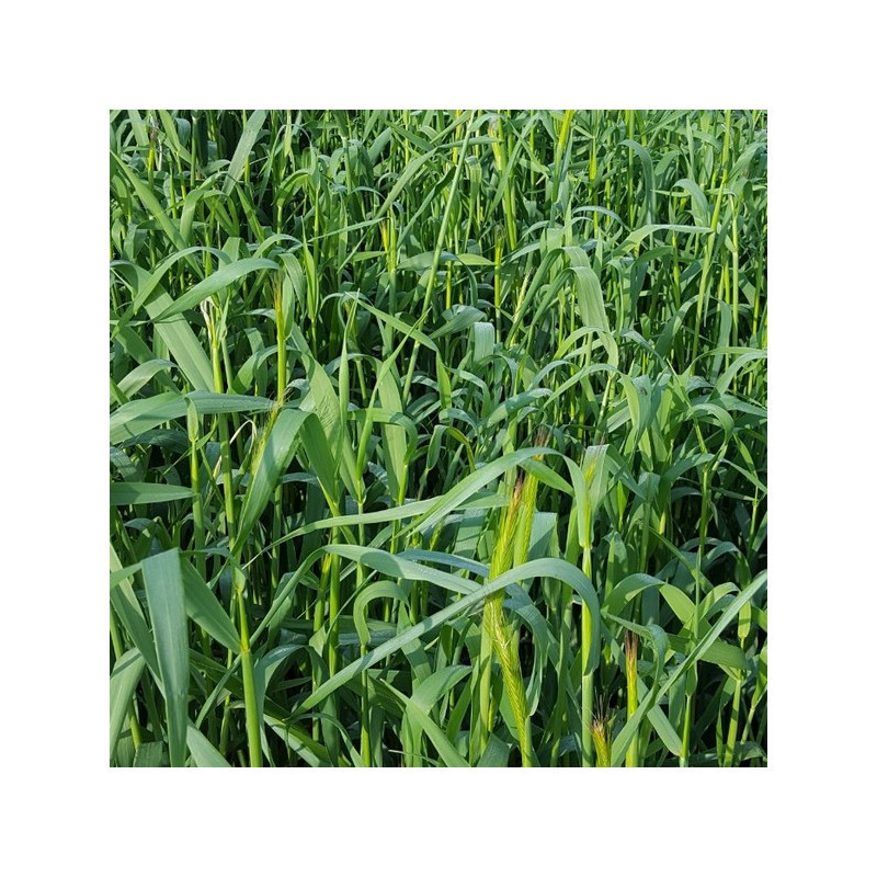 Seigle forestier LESAN bio