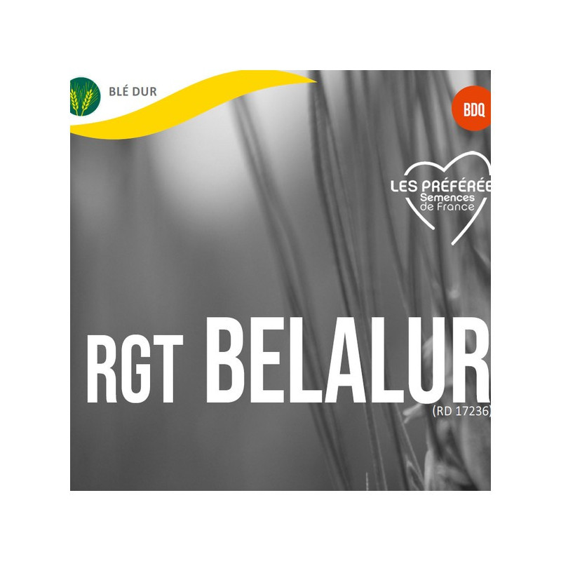Blé dur RGT BELALUR 