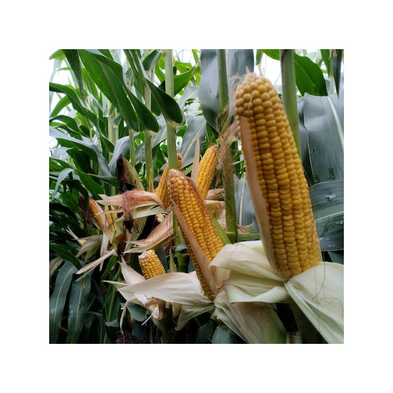 Maïs CS ALCHIMI indice 300