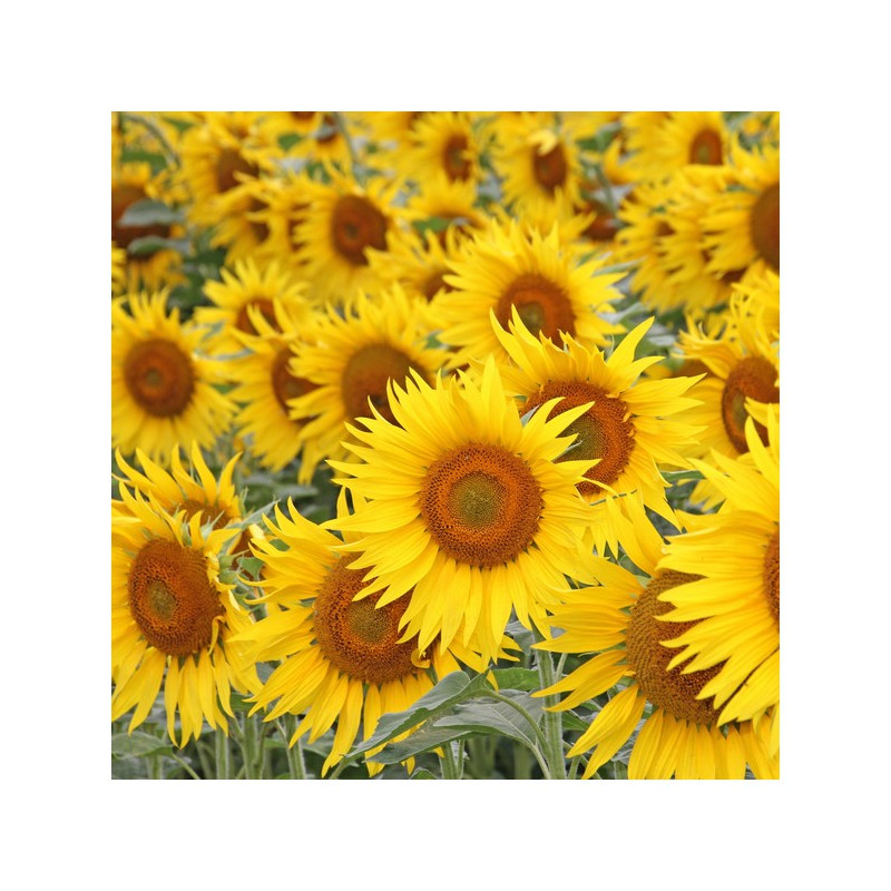 Tournesol P64HH150 BIO