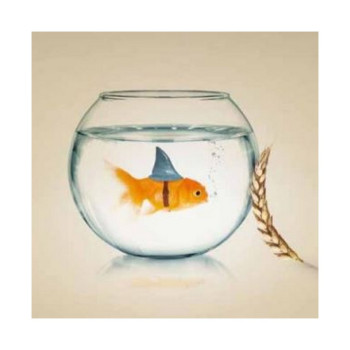 Blé printemps KWS SHARKI