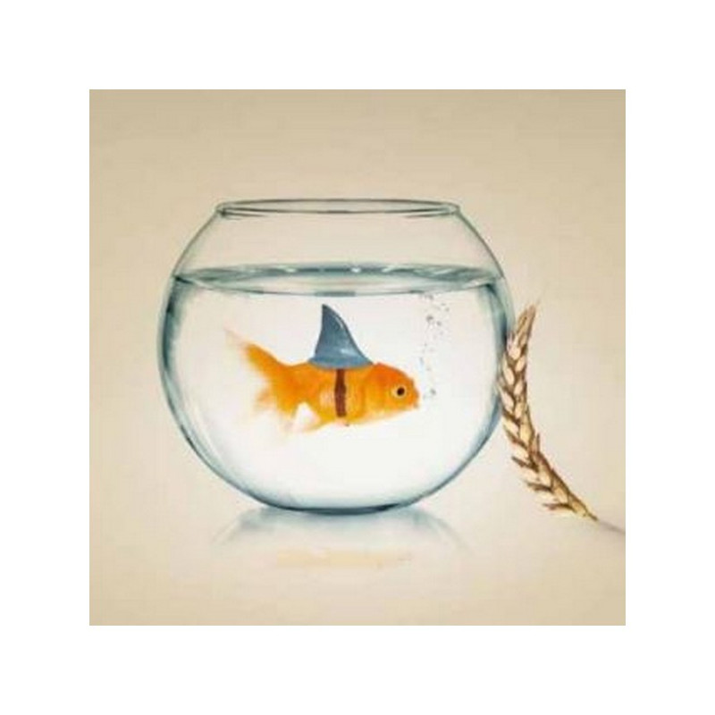 Blé printemps KWS SHARKI