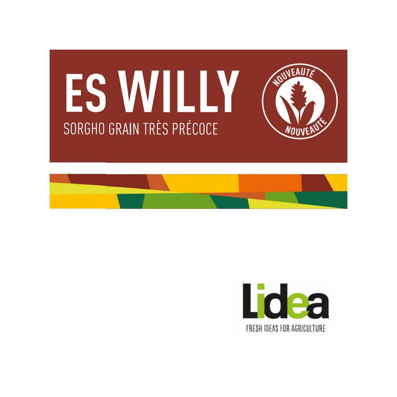 Sorgho grain - ES WILLY